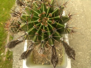 もうじき咲くなあ2023.5.12