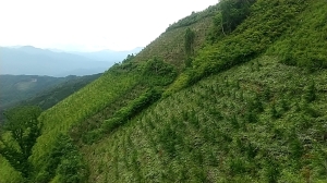 下刈りしたところ