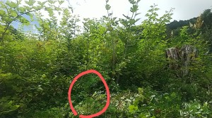 ひのきの下刈りは大きな雑草をくぐりながらするのだ
